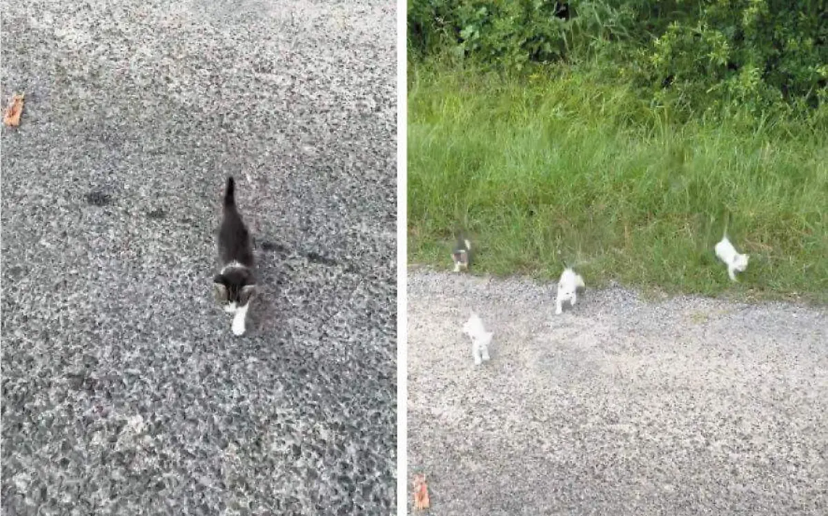 Ayuda a un gatito abandonado en la carretera ¡y lo sorprende una manada!